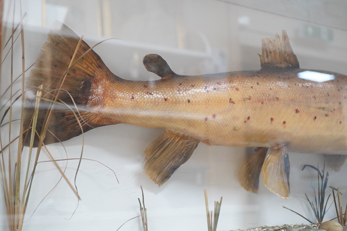 A mid 20th century taxidermy trout, mounted in a flat fronted oak framed glazed cabinet, with painted plywood back, H 39cm L 92 x W 23